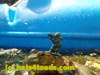 /home//u458753944/public_html/sourcegallery////Frogs/Bullfrogs 2016-08 Ontario/P8081403.JPG